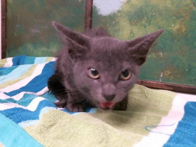 A baby small-sized male Domestic Short Hair cat named Mark for adoption in Houston, TX