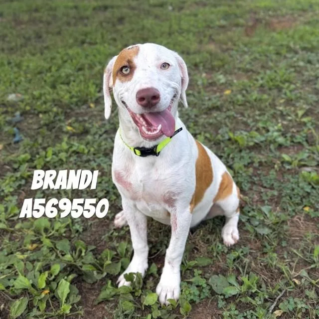 A young medium-sized female Pit Bull Terrier dog named Brandi for adoption in Huntsville, AL