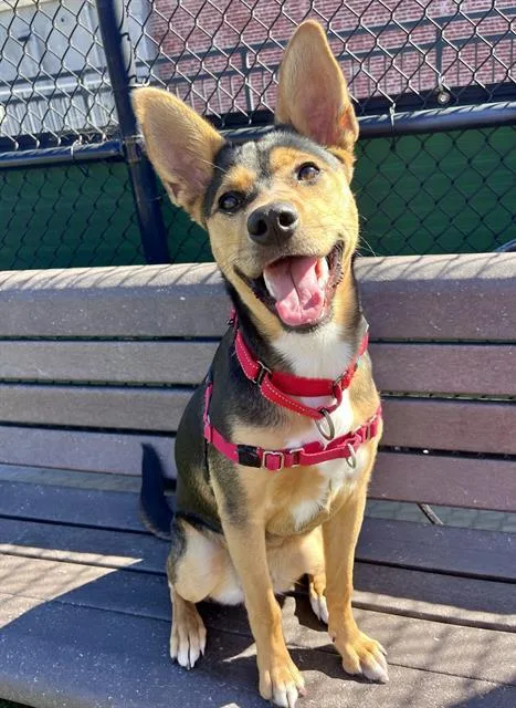A young medium-sized female Australian Kelpie dog named Fawn for adoption in San Francisco, CA