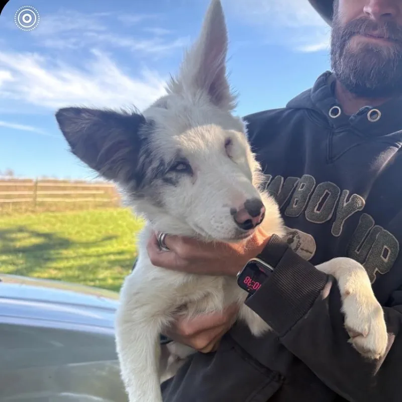 A baby medium-sized male Border Collie dog named Ghost for adoption in Normal, IL