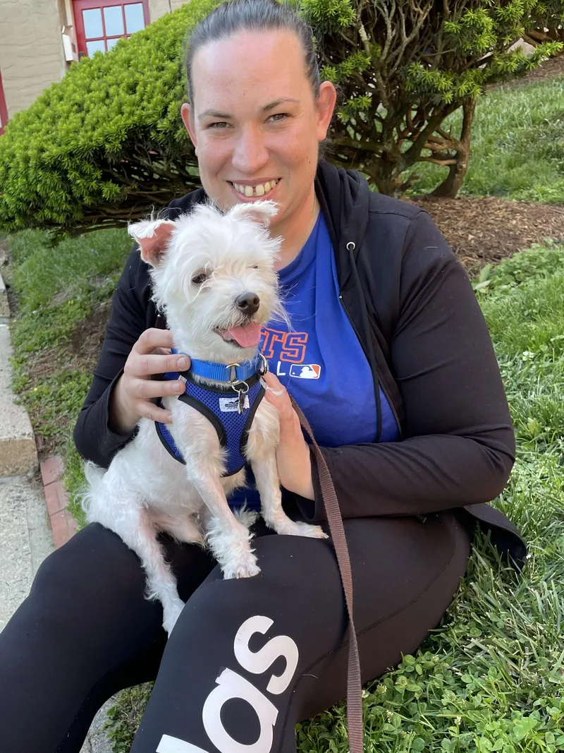 An adult small-sized male White / Cream Maltese dog named Max for adoption in Harrison, NY