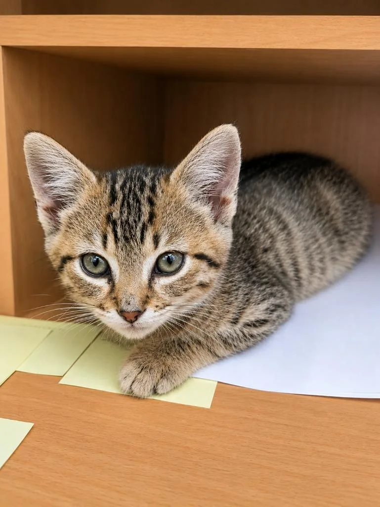 A baby medium-sized male Domestic Short Hair cat named Mando for adoption in Fayetteville, TN