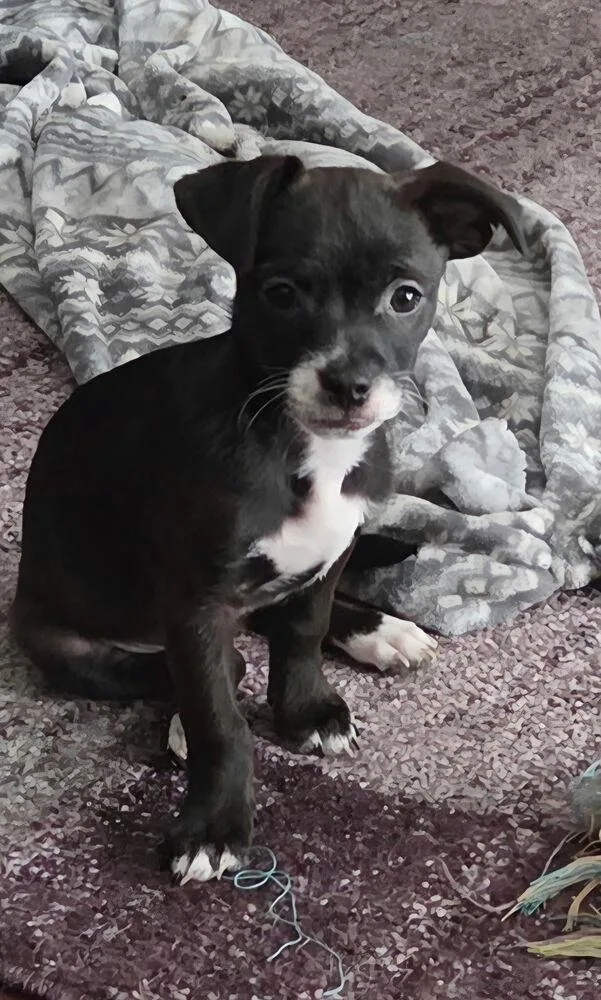 A baby small-sized female Poodle dog named Zoe for adoption in New Braunfels, TX