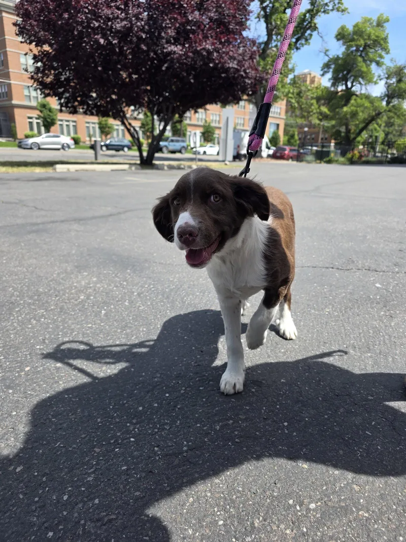A young medium-sized male Wirehaired Pointing Griffon dog named Donovan for adoption in Midway, UT
