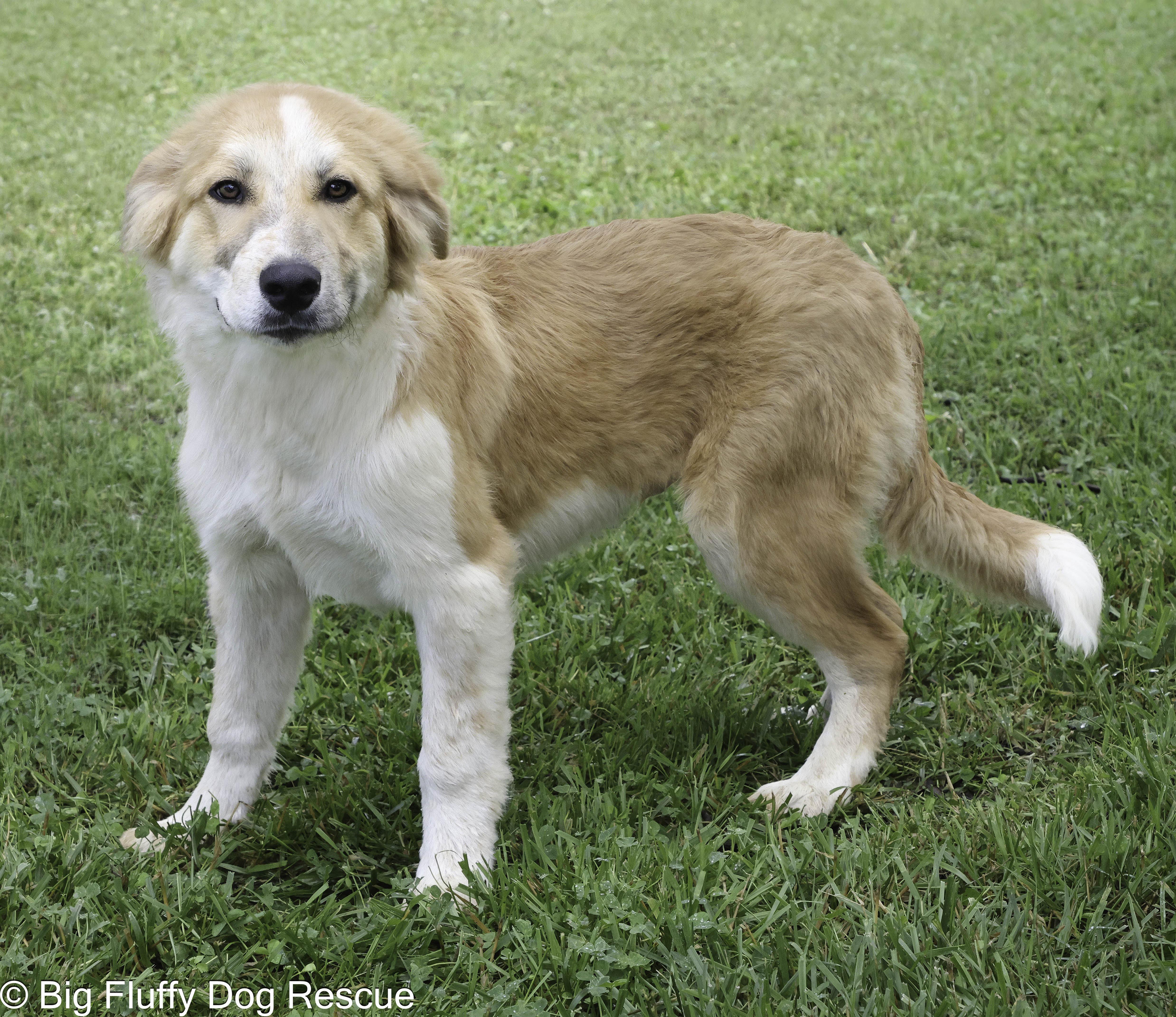 A baby large-sized male Border Collie dog named Hamish for adoption in Nashville, TN