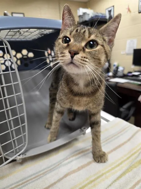 A young small-sized female Domestic Short Hair cat named Esme for adoption in Aliquippa, PA