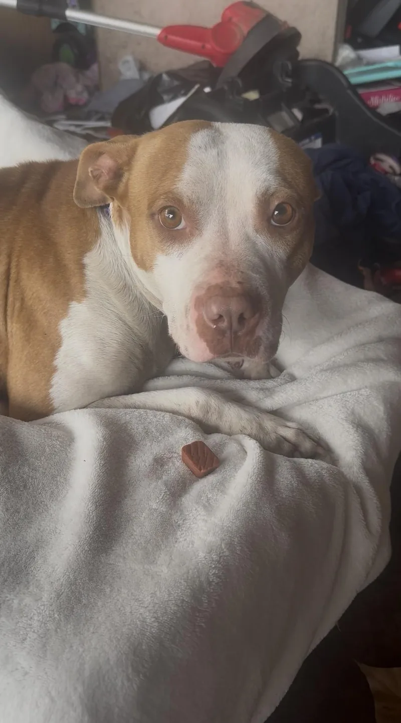 An adult medium-sized female American Staffordshire Terrier dog named Sassy for adoption in Tyler, TX