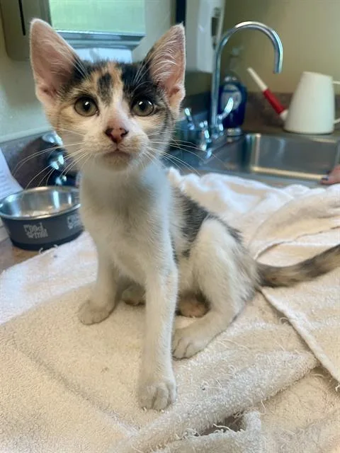 A baby medium-sized female Domestic Short Hair cat named Cod for adoption in Clyde, NC