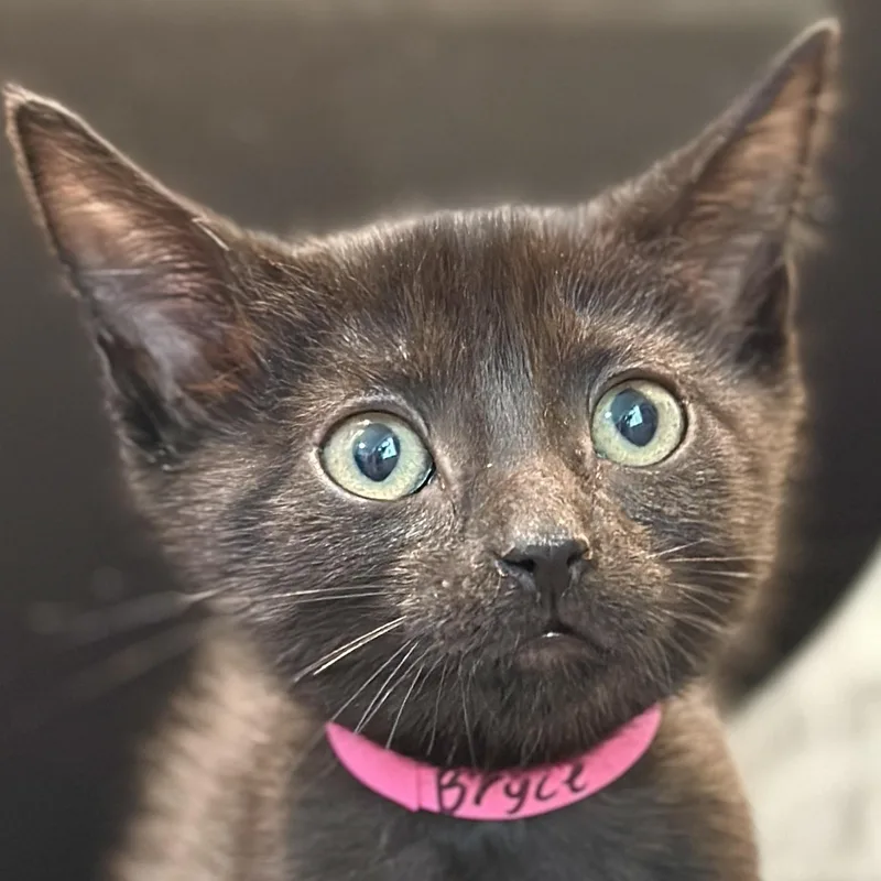 A baby medium-sized female Black Domestic Short Hair cat named Bryce for adoption in Victor, NY