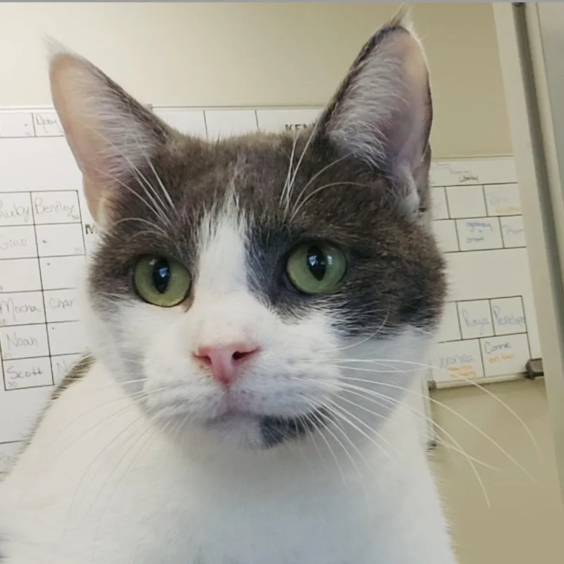 An adult large-sized male Gray / Blue / Silver Domestic Short Hair cat named Squeaks for adoption in Columbia Station, OH