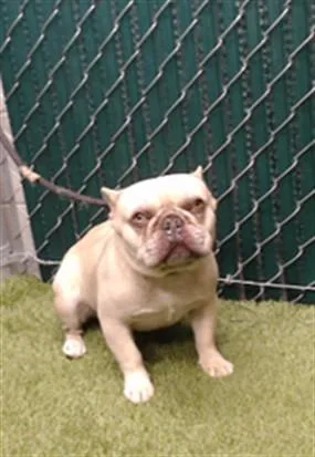 A young medium-sized male French Bulldog dog named Kylo for adoption in Downey, CA