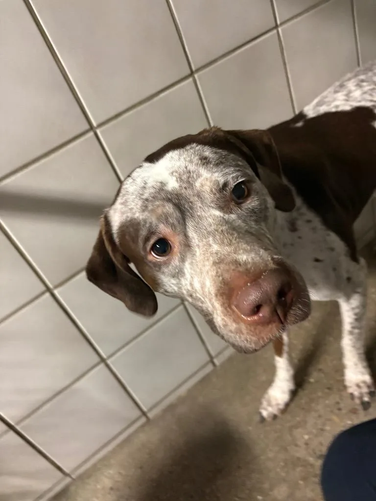 A young medium-sized female Pit Bull Terrier dog named Darcy Jo for adoption in Rock Springs, WY