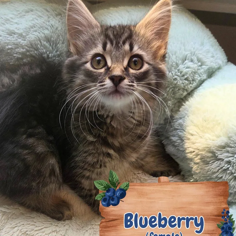 A baby small-sized female Brown / Chocolate Domestic Long Hair cat named Blueberry for adoption in Wind Gap, PA