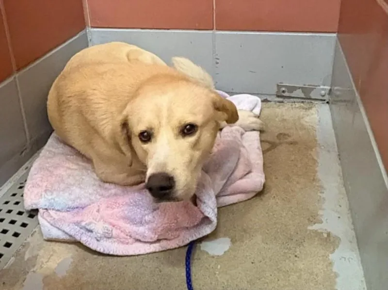 A young large-sized male Labrador Retriever dog named Seal for adoption in Houston, TX