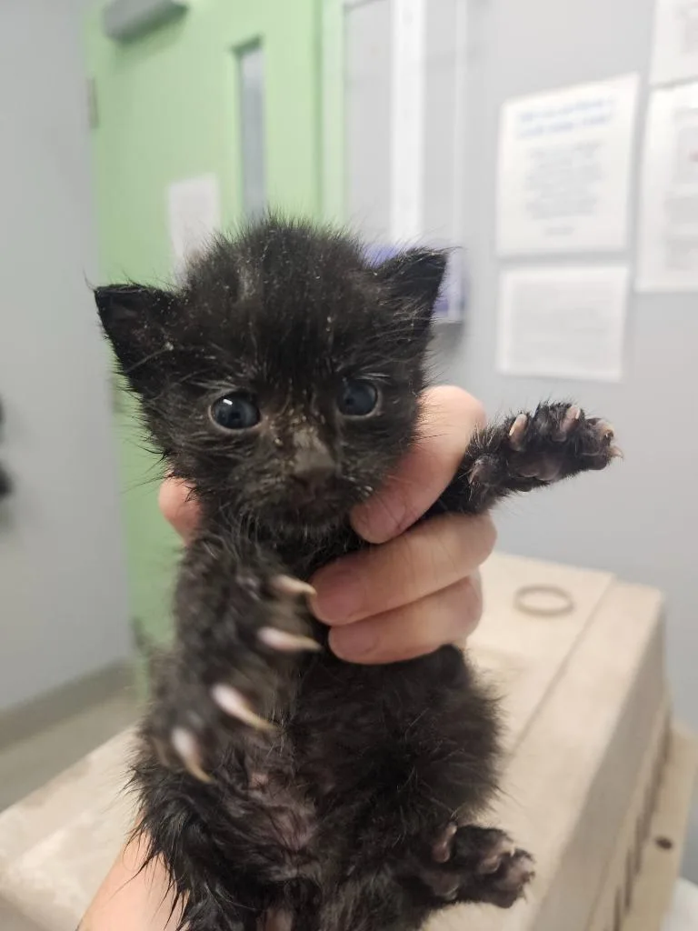 A baby medium-sized female Domestic Short Hair cat named Eclaire for adoption in Bloomington, IN