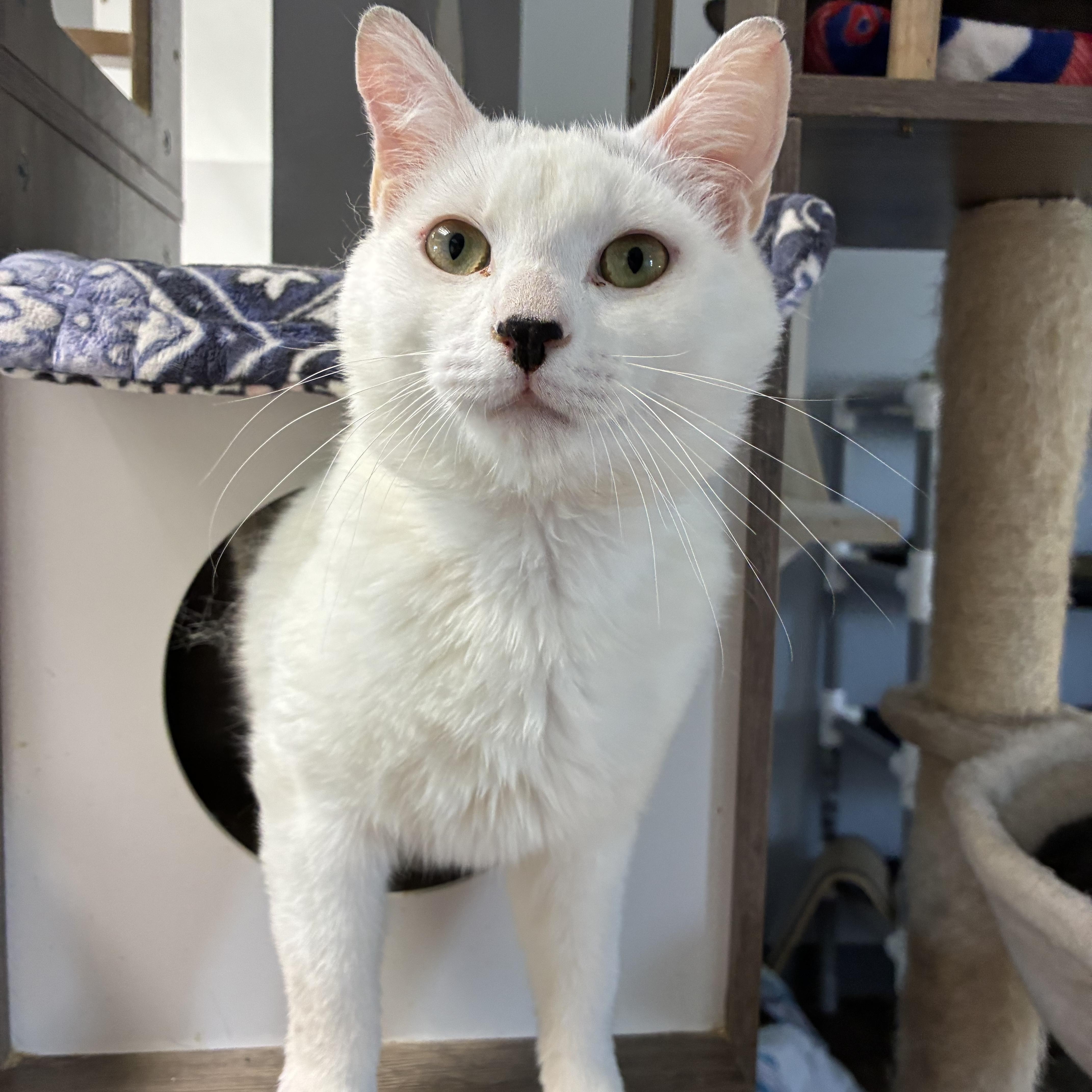An adult large-sized male White Domestic Short Hair cat named Gibson for adoption in Breinigsville, PA