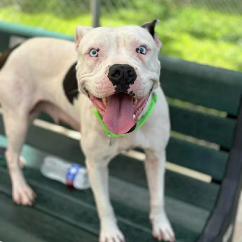 A young medium-sized female White / Cream Pit Bull Terrier dog named Nimbus for adoption in Spring, TX