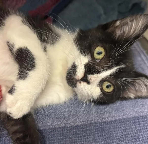 A baby small-sized female Domestic Medium Hair cat named Trinity for adoption in Oakland, CA