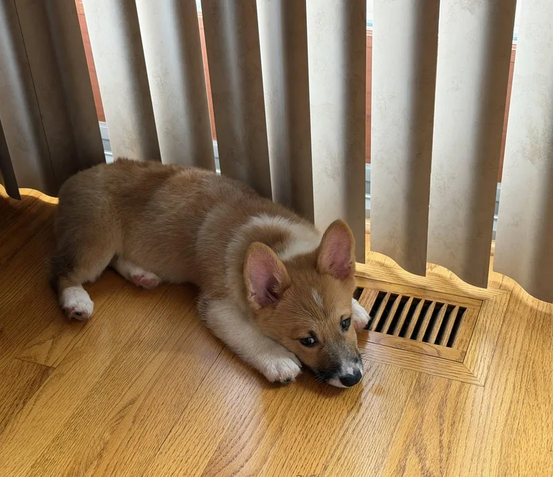 A baby small-sized male Corgi dog named Rusty for adoption in Wheaton, IL