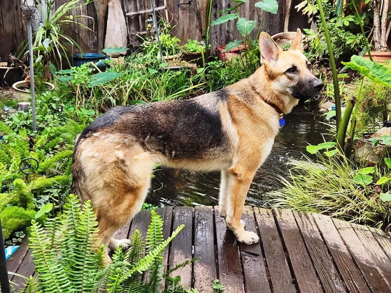 A young large-sized female German Shepherd Dog dog named Ava for adoption in Pleasant Grove, CA