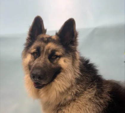 An adult large-sized male Shepherd dog named Mashed Potato for adoption in Coon Rapids, MN