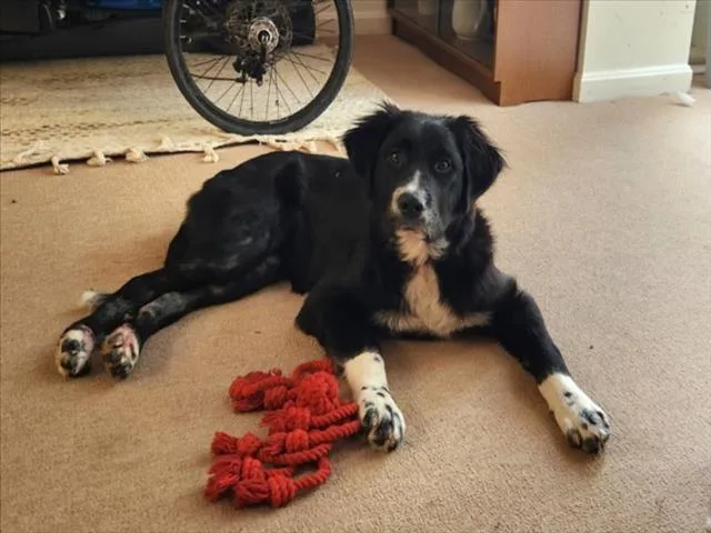 A young small-sized female Border Collie dog named Stardust for adoption in Chapel Hill, NC