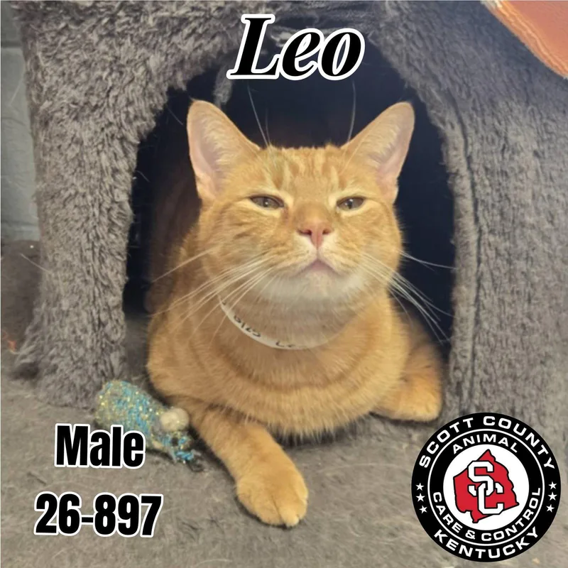 Leo