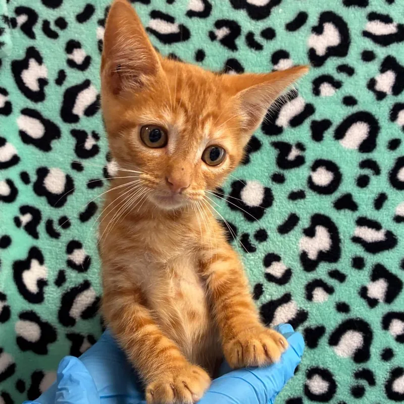 A baby small-sized male Orange / Red Domestic Short Hair cat named Pygmy for adoption in San Antonio, TX
