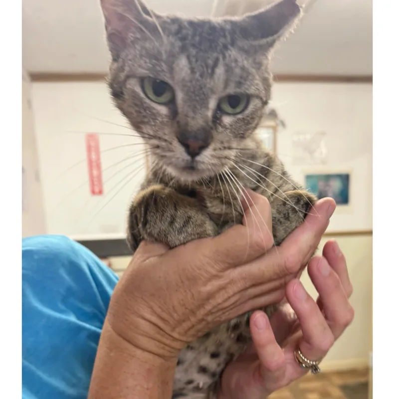 An adult medium-sized female Tabby (Brown / Chocolate) Tabby cat named Finn for adoption in Kingwood, TX