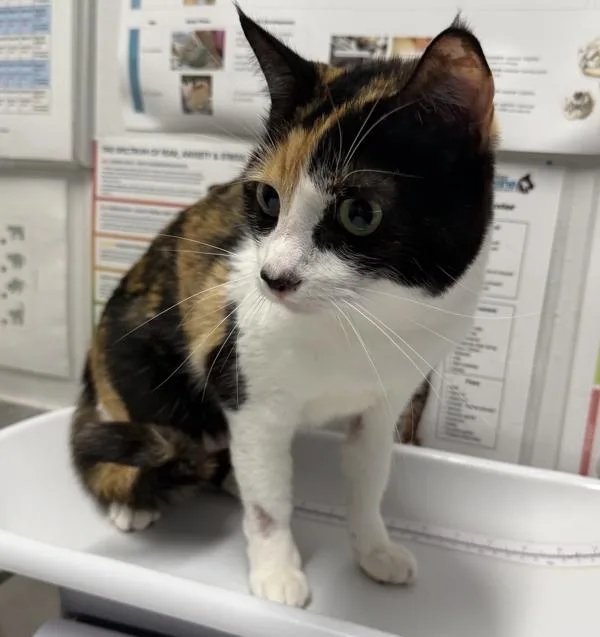 An adult medium-sized female Domestic Short Hair cat named Patches for adoption in Escondido, CA