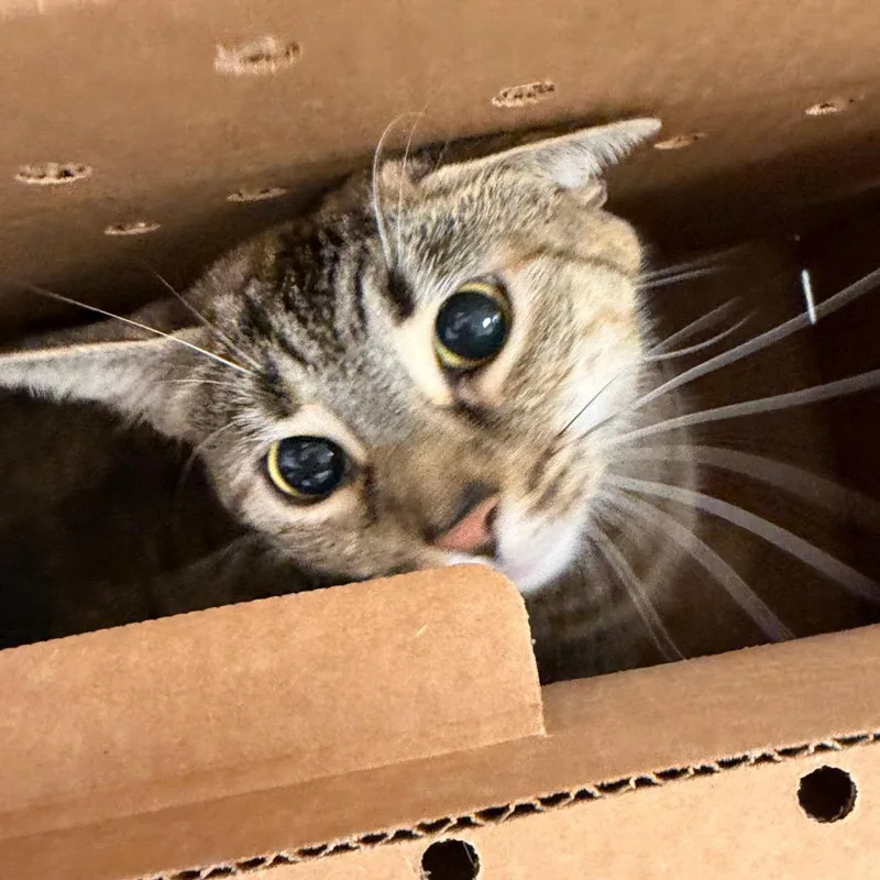 An adult large-sized female Tortoiseshell Domestic Short Hair cat named Nala Bean for adoption in Philadelphia, PA