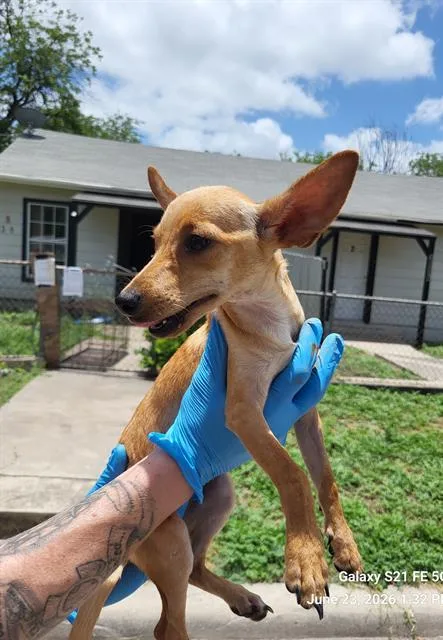 A young small-sized male Chihuahua dog named 1-3 for adoption in San Antonio, TX