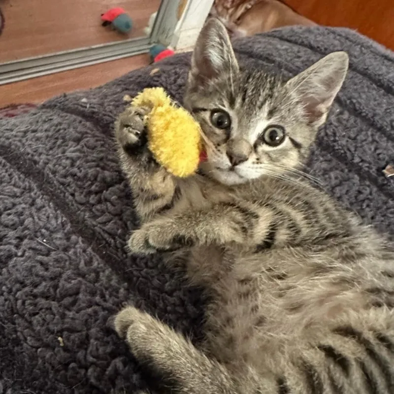 A baby small-sized male Brown / Chocolate Domestic Short Hair cat named Jerry Springer for adoption in Westminster, CA