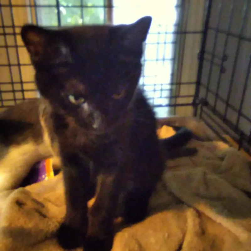 A baby small-sized male Black Domestic Short Hair cat named Fudge for adoption in Antioch, CA