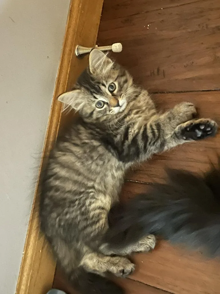 A baby medium-sized female Domestic Short Hair cat named Brynn for adoption in St. Cloud, MN