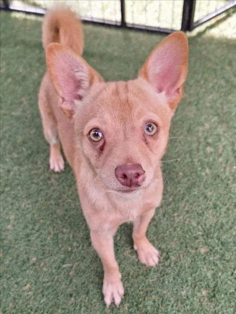 A young small-sized male Chihuahua dog named Olaf for adoption in Woodland, CA
