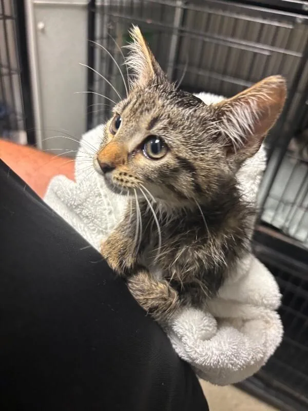 A young medium-sized female Tabby (Brown / Chocolate) Domestic Short Hair cat named Emilia for adoption in Supply, NC