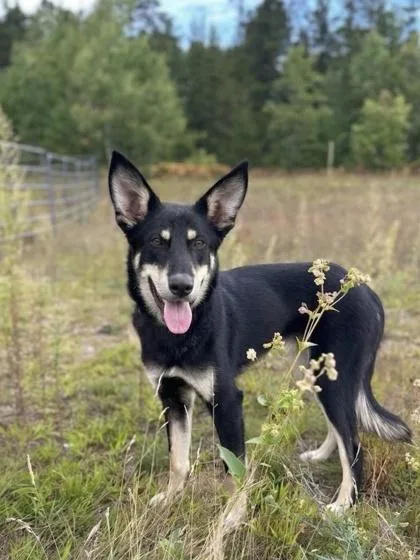 A young medium-sized male German Shepherd Dog dog named Paris for adoption in Gwinn, MI