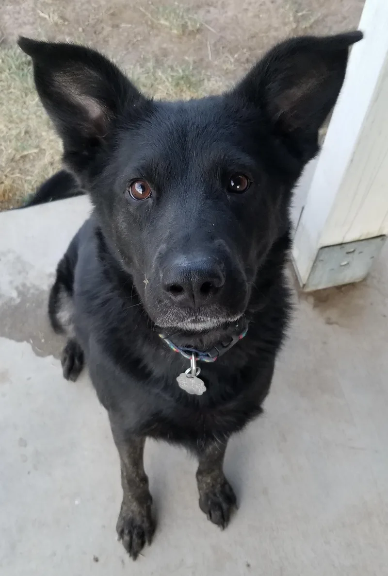 An adult medium-sized female Black German Shepherd Dog dog named Bethany for adoption in Phoenix, AZ