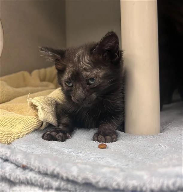 A baby medium-sized female Domestic Short Hair cat named Pumpkin for adoption in Dallas, TX