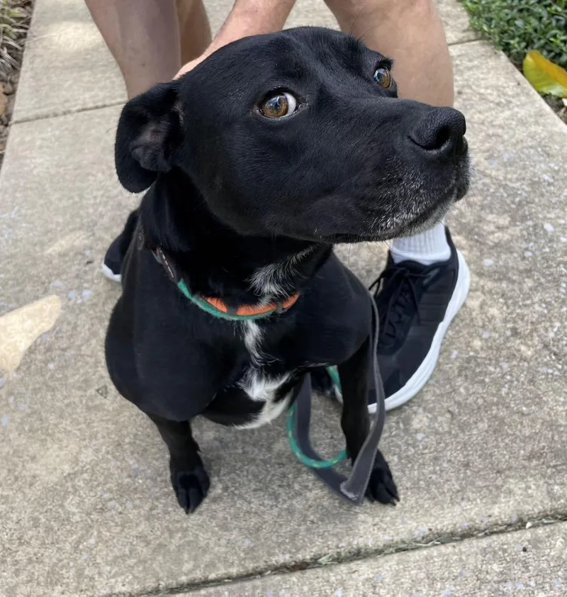 A young medium-sized female Labrador Retriever dog named Hardee for adoption in Crossville, TN