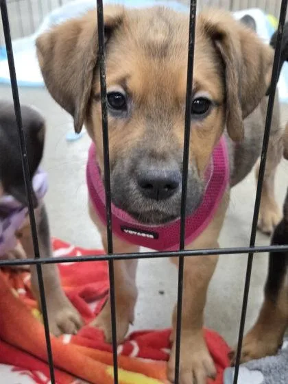 A baby small-sized female Mixed Breed dog named Autumn for adoption in Hobart, IN