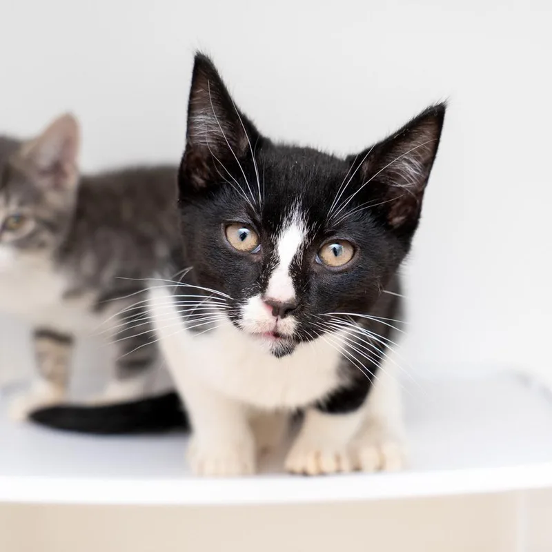 A baby small-sized male Black Domestic Short Hair cat named Buzz for adoption in New York, NY
