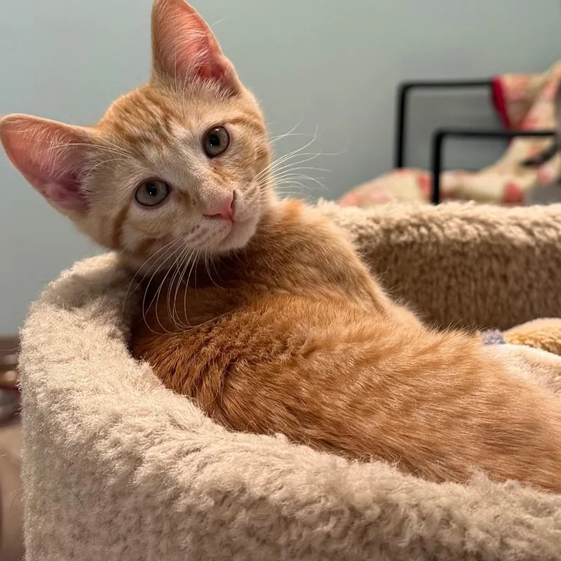 A baby small-sized female Orange / Red Domestic Short Hair cat named Sparrow for adoption in Middlebury, VT