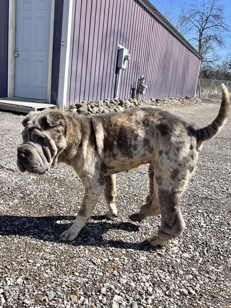 An adult medium-sized female Shar-Pei dog named Moira for adoption in Blaine, MN