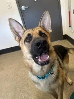 Harlan