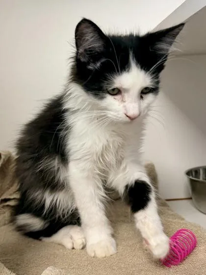A baby medium-sized male Domestic Short Hair cat named Flan for adoption in Fairfax, VA