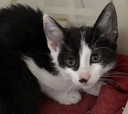 A young small-sized female Domestic Short Hair cat named A Eclipsepetsmart Mt. Pleasant for adoption in North Charleston, SC