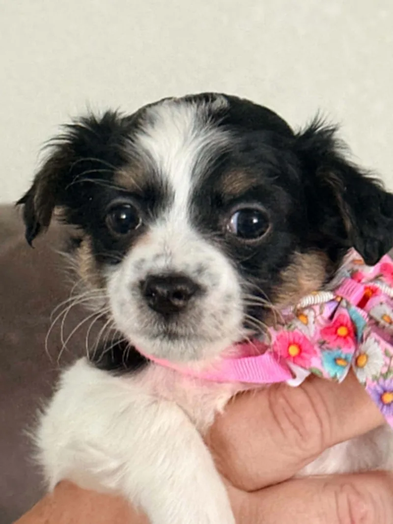 A baby small-sized female Shih Tzu dog named Fudge Rounds for adoption in West Richland, WA