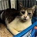 An adult medium-sized female Gray & White Domestic Short Hair cat named Macaroni for adoption in Anoka, MN